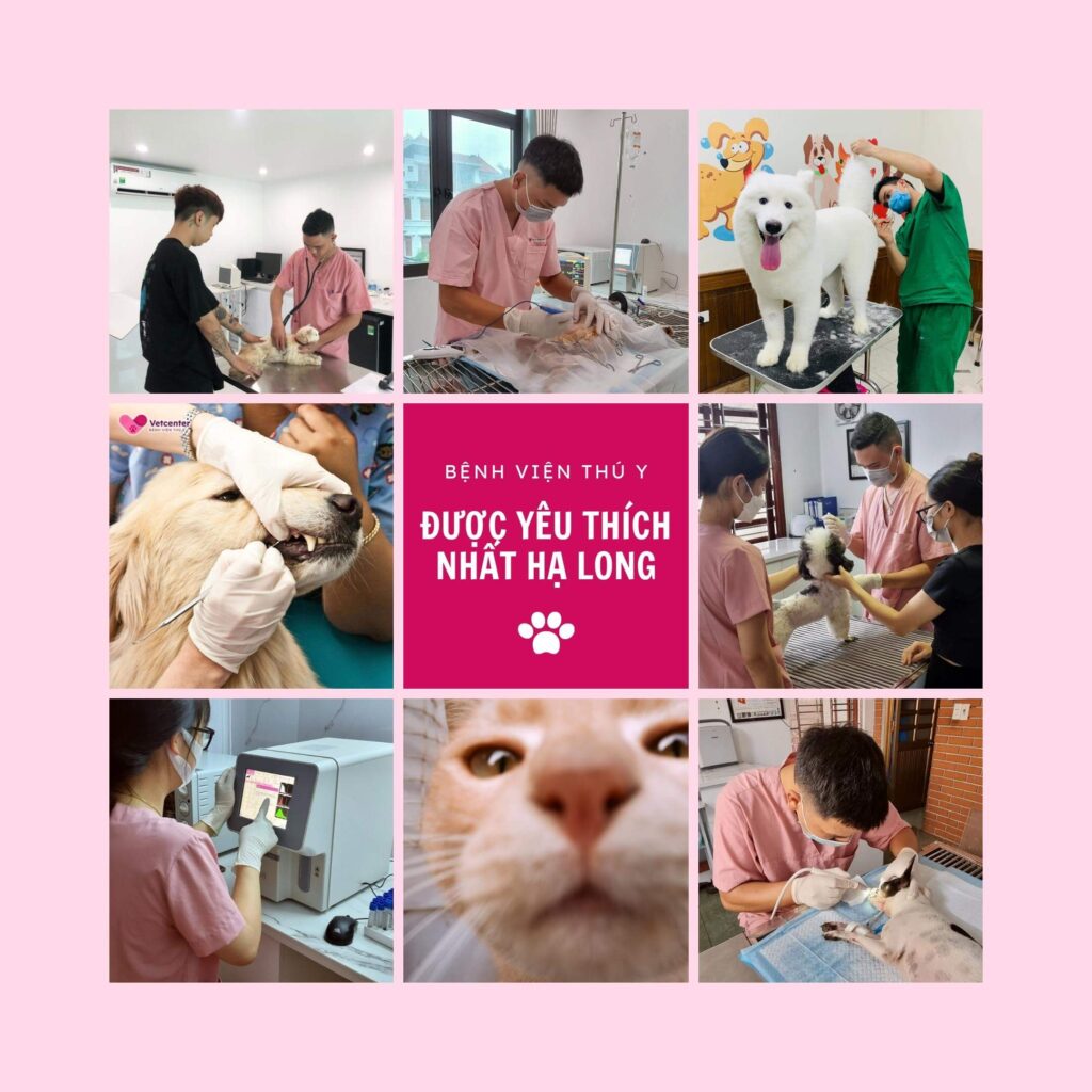 Vetcenter - bệnh viện thú y được yêu thích nhất Hạ Long